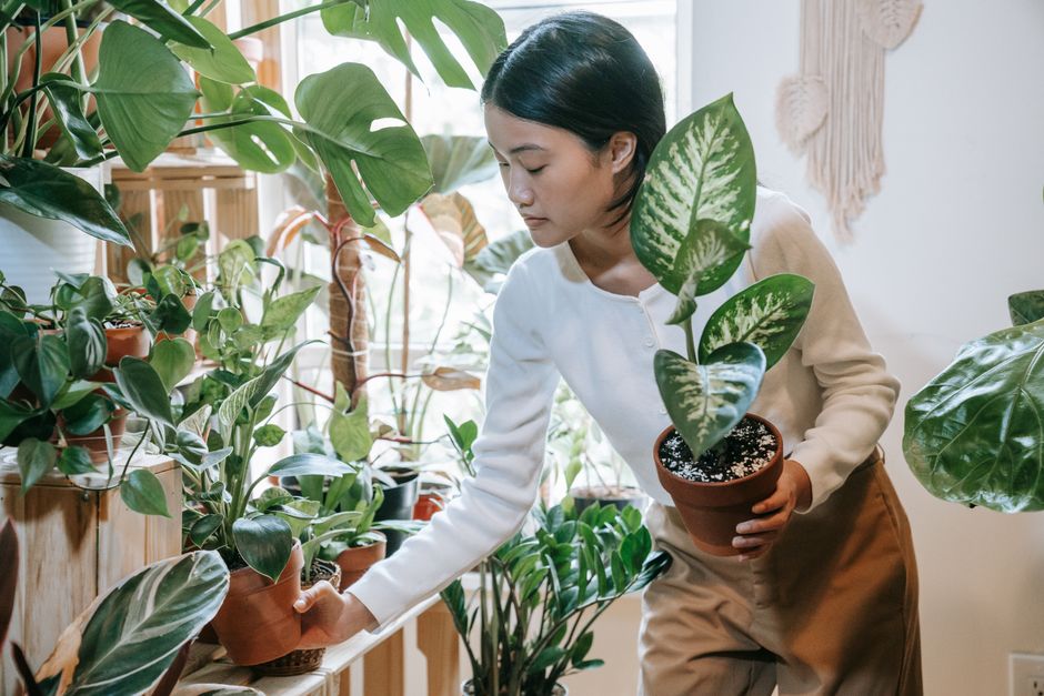 Tuinier onderzoekt plant, focus op bladsterkte. Tuinier onderzoekt plant, focus op bladsterkte.