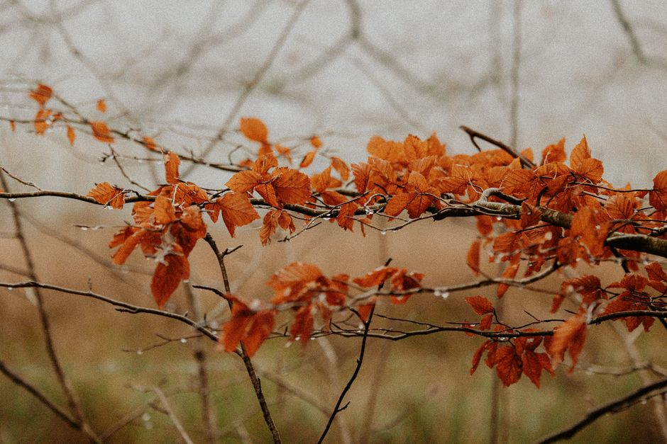 Nostalgisch fotobehang met gedetailleerde herfstbladeren.