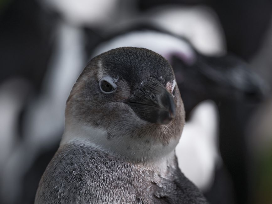 Pinguïns in een herfstlandschap met warme tinten.