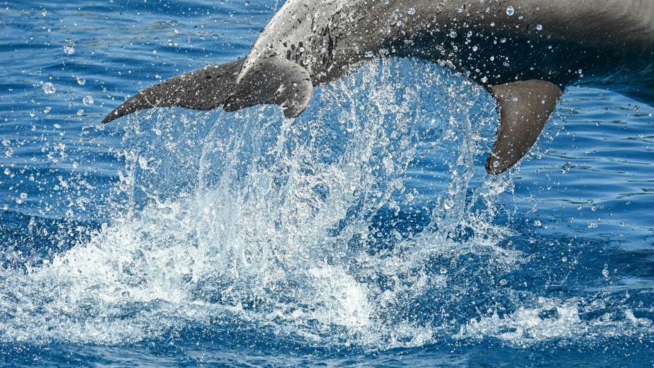 Felgekleurde zeedierenstickers op witte tegels.